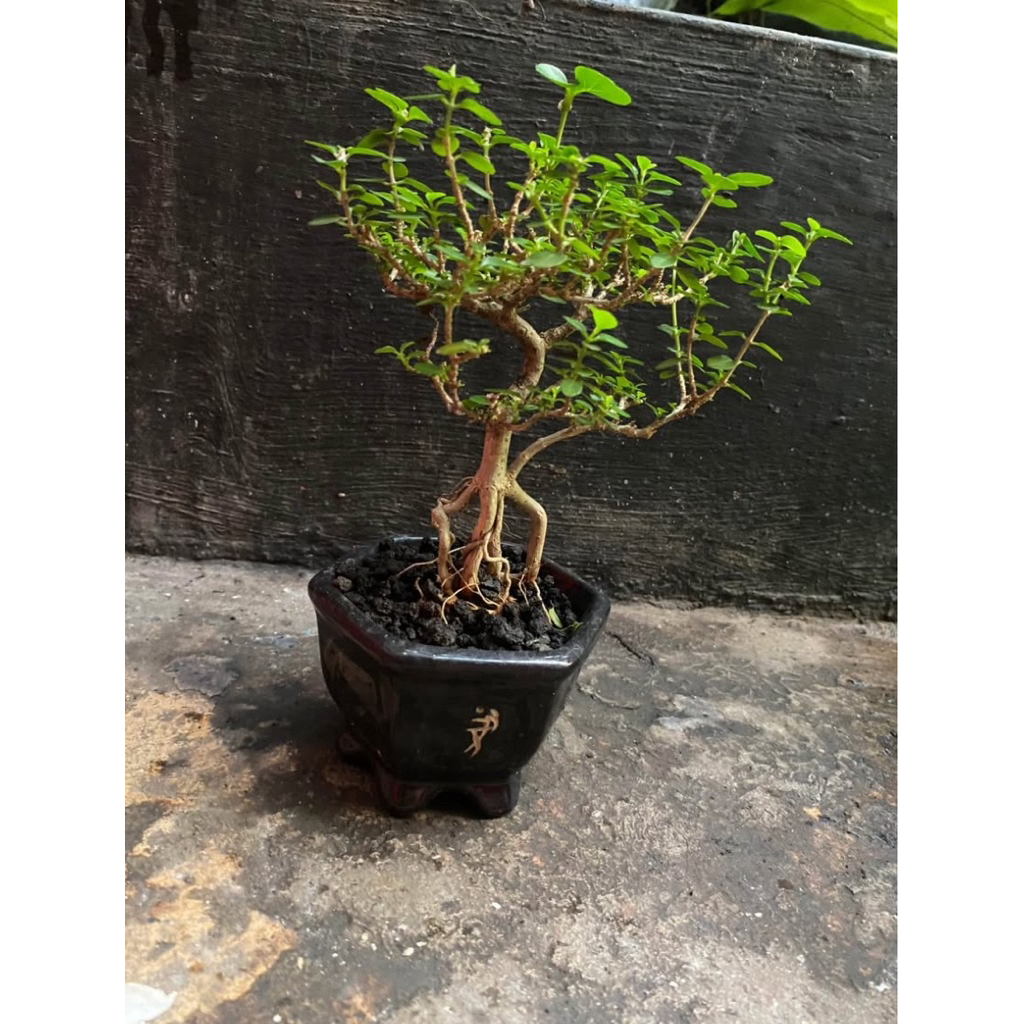 bonsai sancang siap pajang