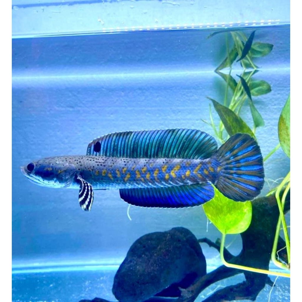 Blue pulchra full dot dan yellow spot+Air extra Ketapang(GARANSI)