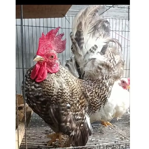 ayam kate sepasang dewasa