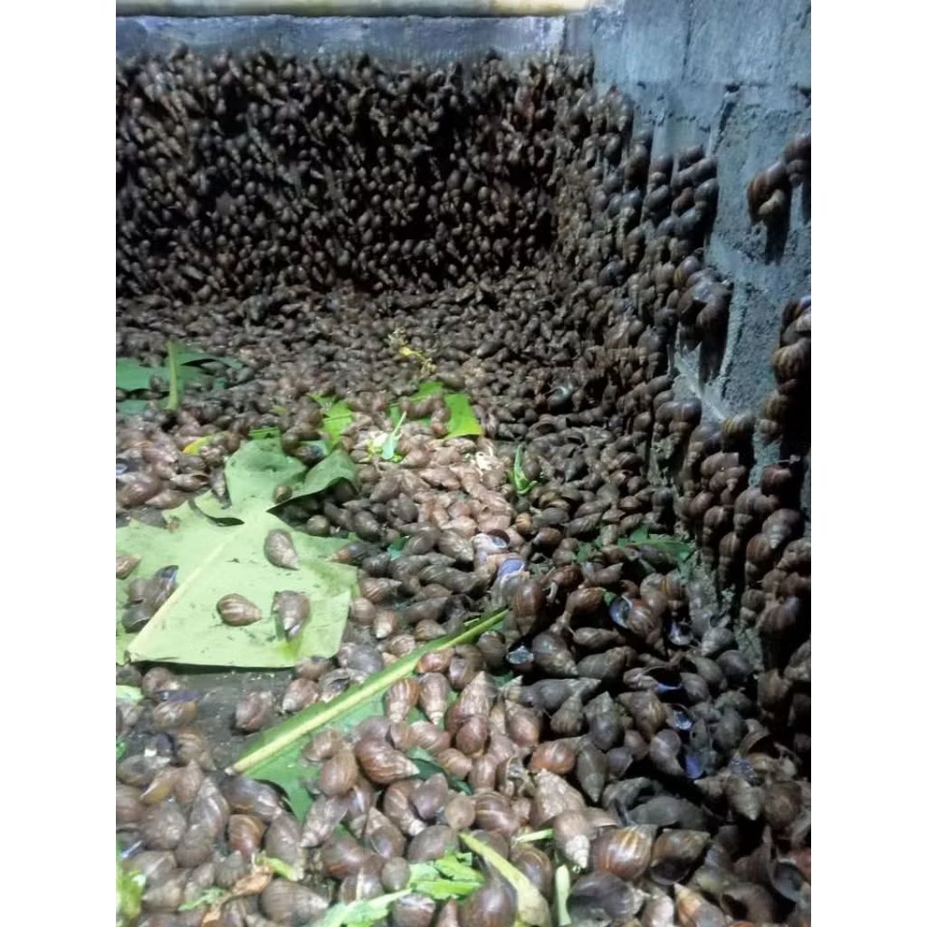 MAINAN ANAK ANAK BEKICOT 15 EKOR