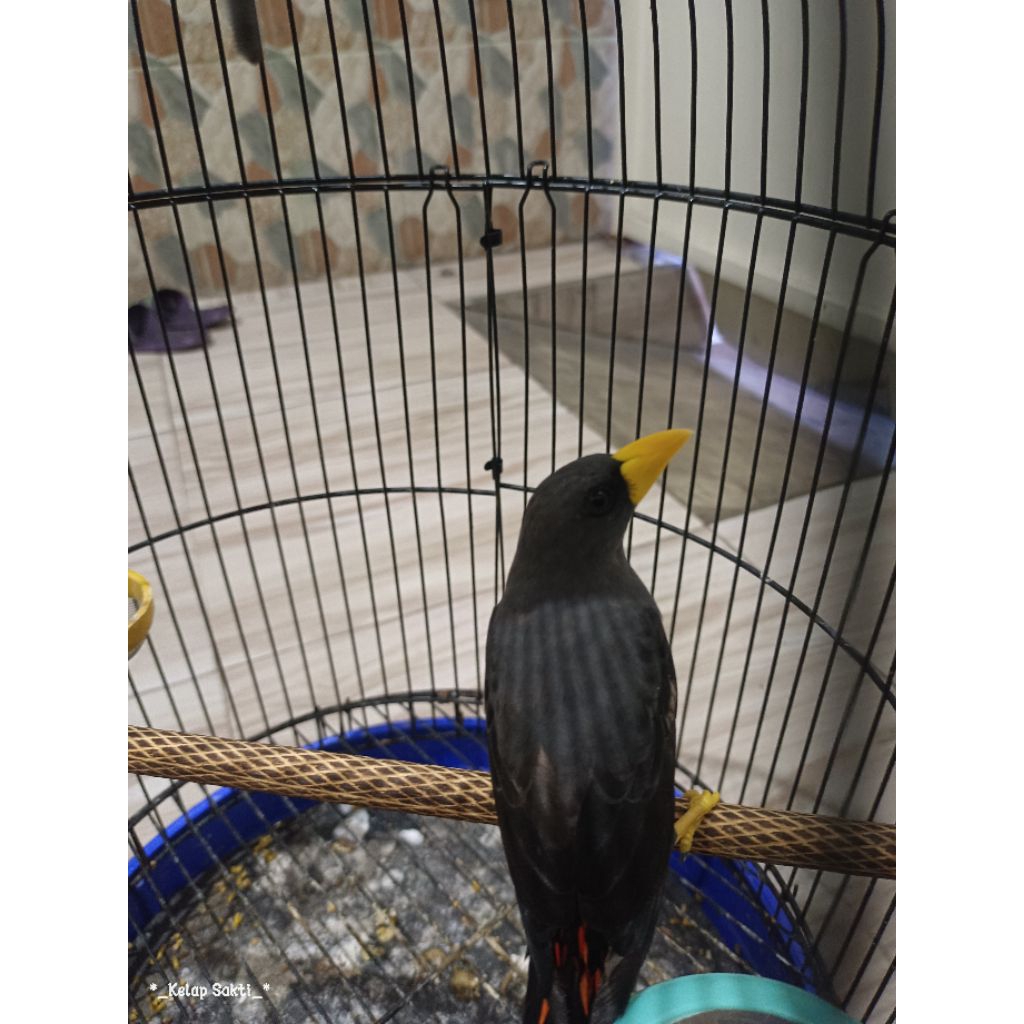 Jalak Rio Rio Jinak Tidak Bisa Di Elus