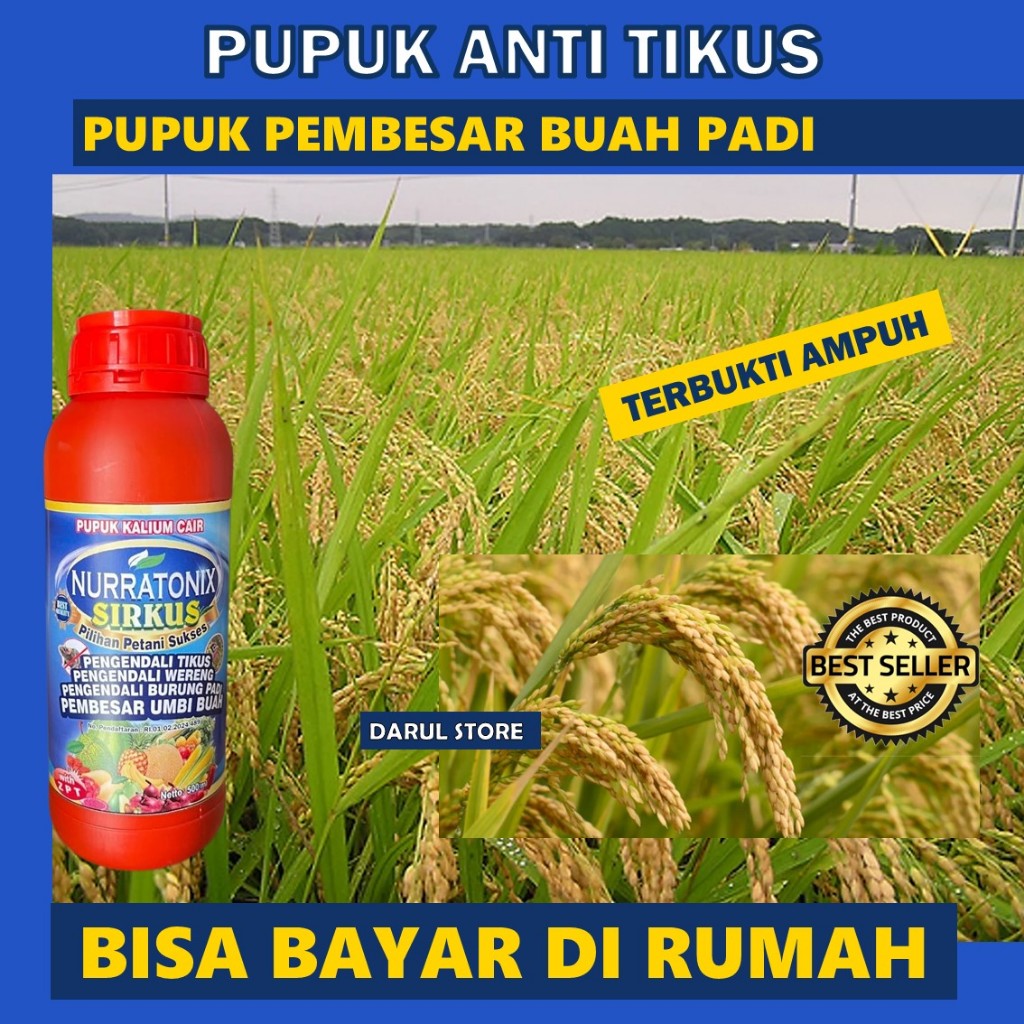 Pupuk Nuratonix Sirkus Padi – Perangsang Malai Lebat, Memperkuat Akar, Meningkatkan Hasil Panen, Nut