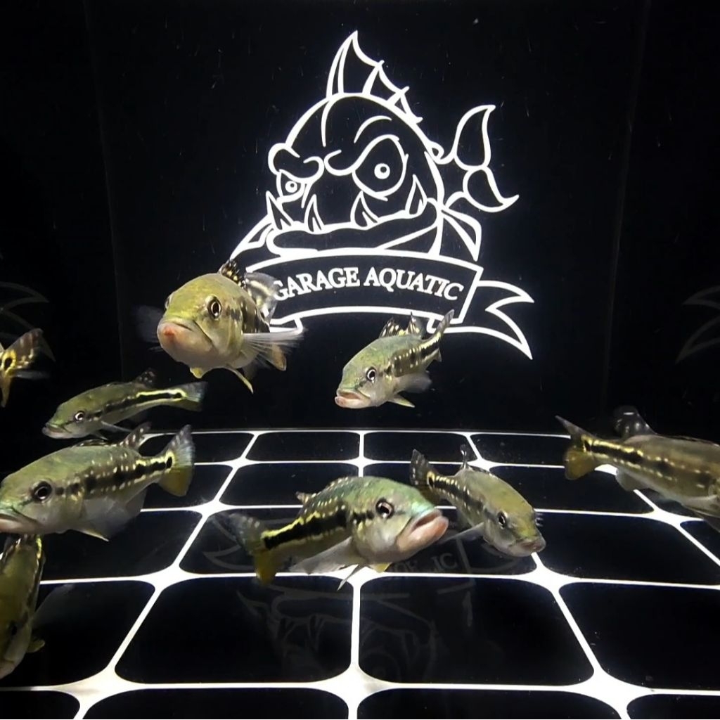 (INSTANT) PEACOCK BASS PINIMA IKAN HIAS PREDATOR AQUARIUM KOLAM PBASS