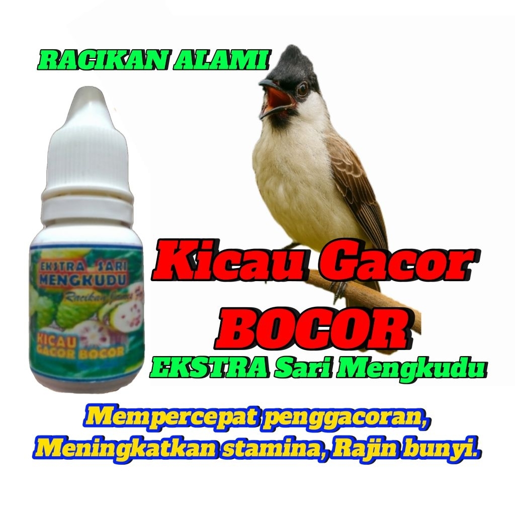 Penggacor Burung Kutilang.