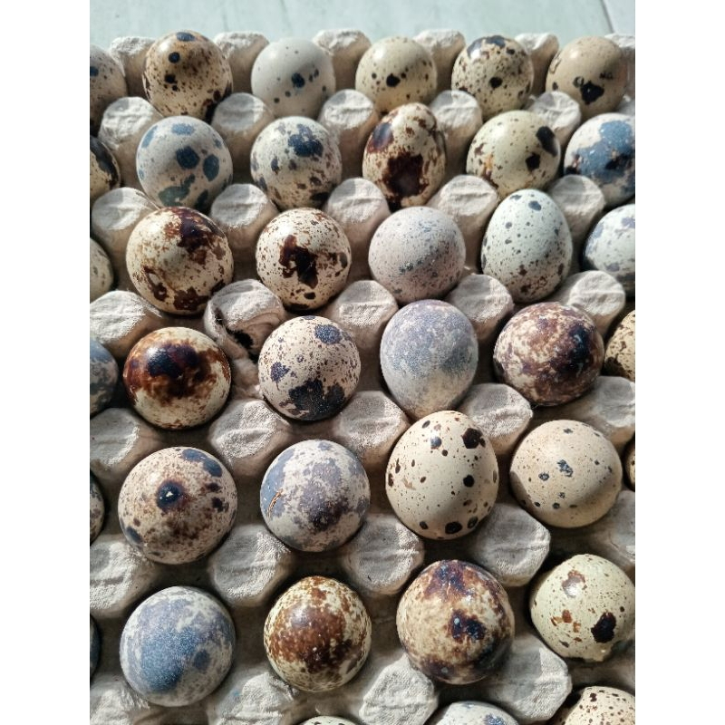 Umpan Tapuy 10butir Galatama Lele 9-10 Hari / Umpan Tabung Puyuh ( Tapuy ) Umpan Galatama lele / Man