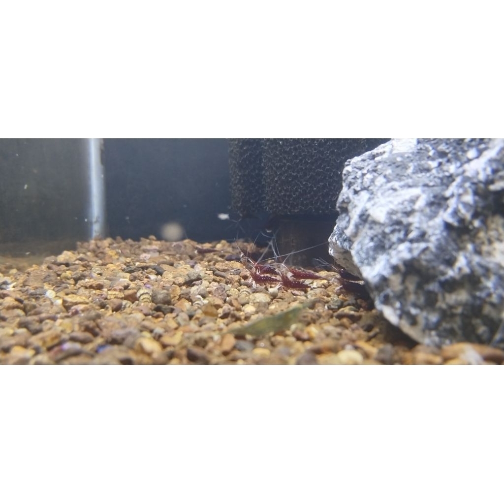 Udang white spot sulawesi