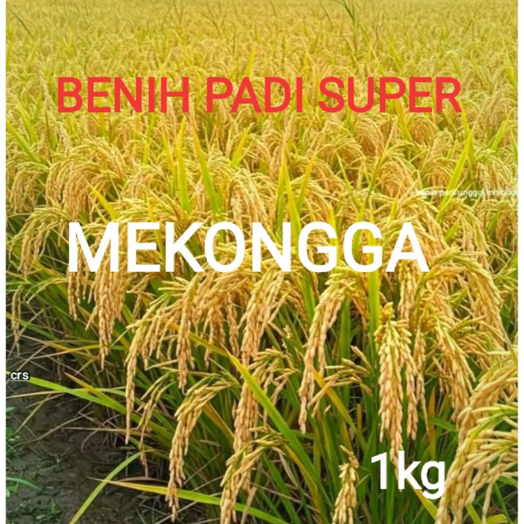 Benih Padi Mekongga 1kg Premium Padi Unggul Benih Super Unggul