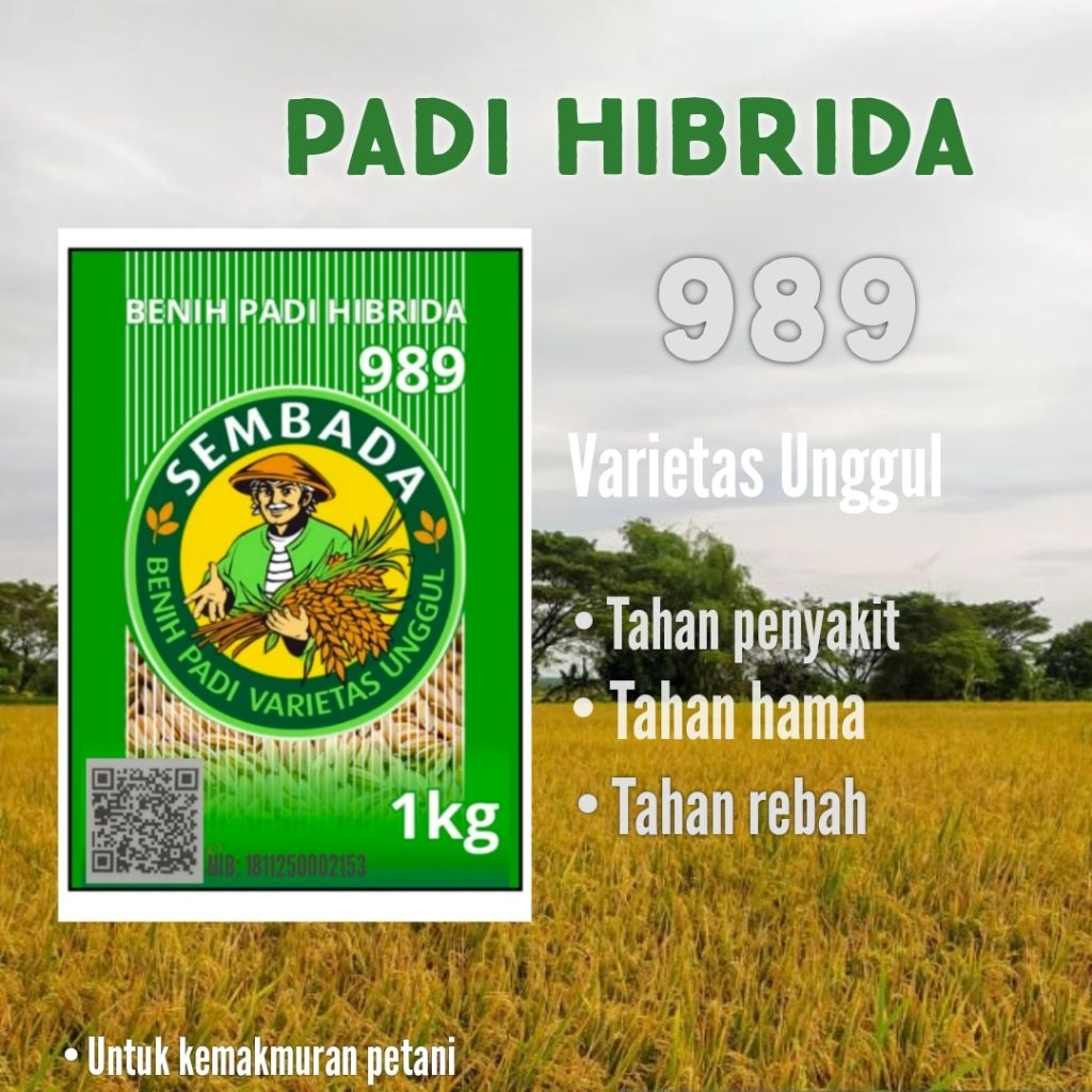 Benih padi Hibrida Sembada 989 kemasan 1kg