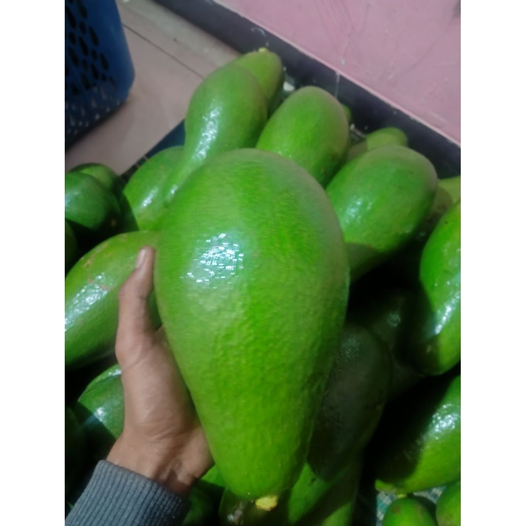 Alpukat Aligator grade A super dengan kondisi tua siap peram (harga per buah, berat 0,6 - 1kg bisa l