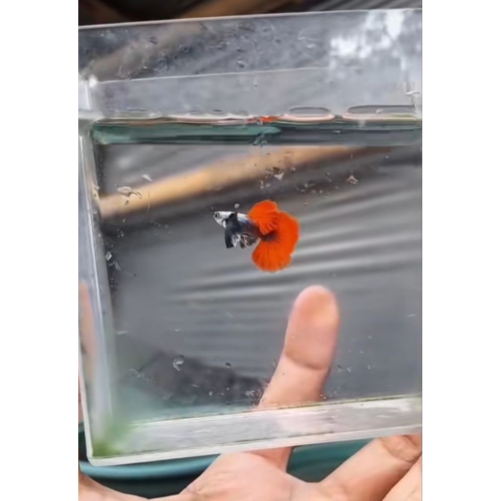 ikan Guppy jenis PRTDE  hiasan akurium grade A 100% bergaransi