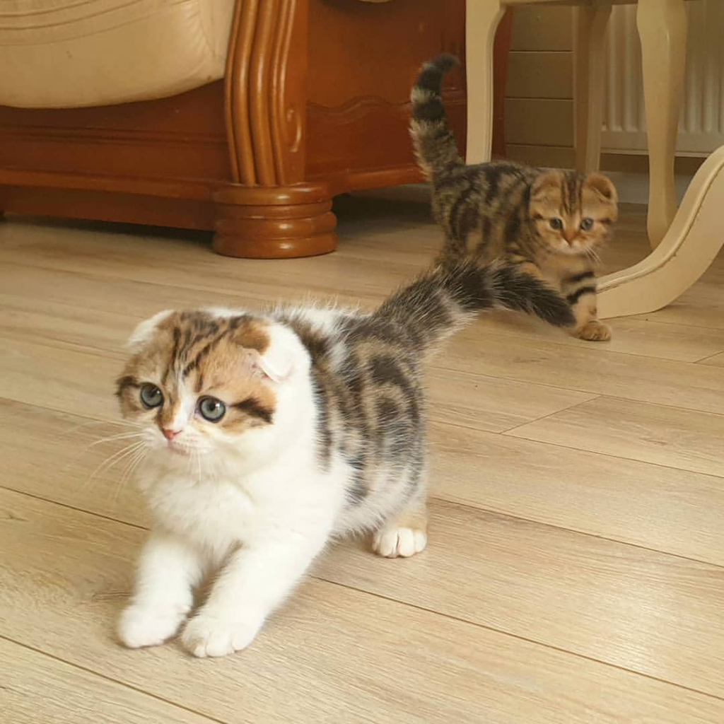 Kucing Scottish Fold - British Shorthair Ragdoll Munchkin Persia Peaknose Mainecoon