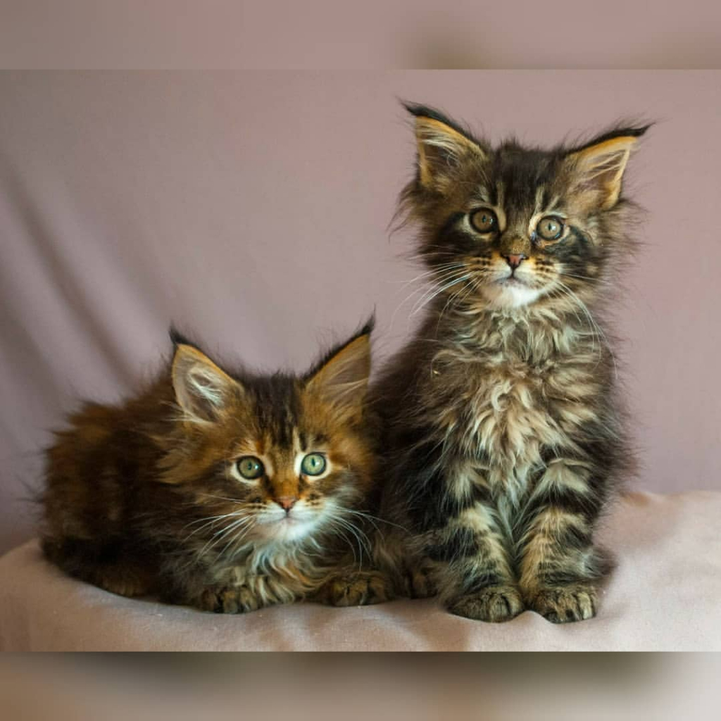 Kucing Mainecoon - British Shorthair Ragdoll Munchkin Persia Peaknose Scottish Fold