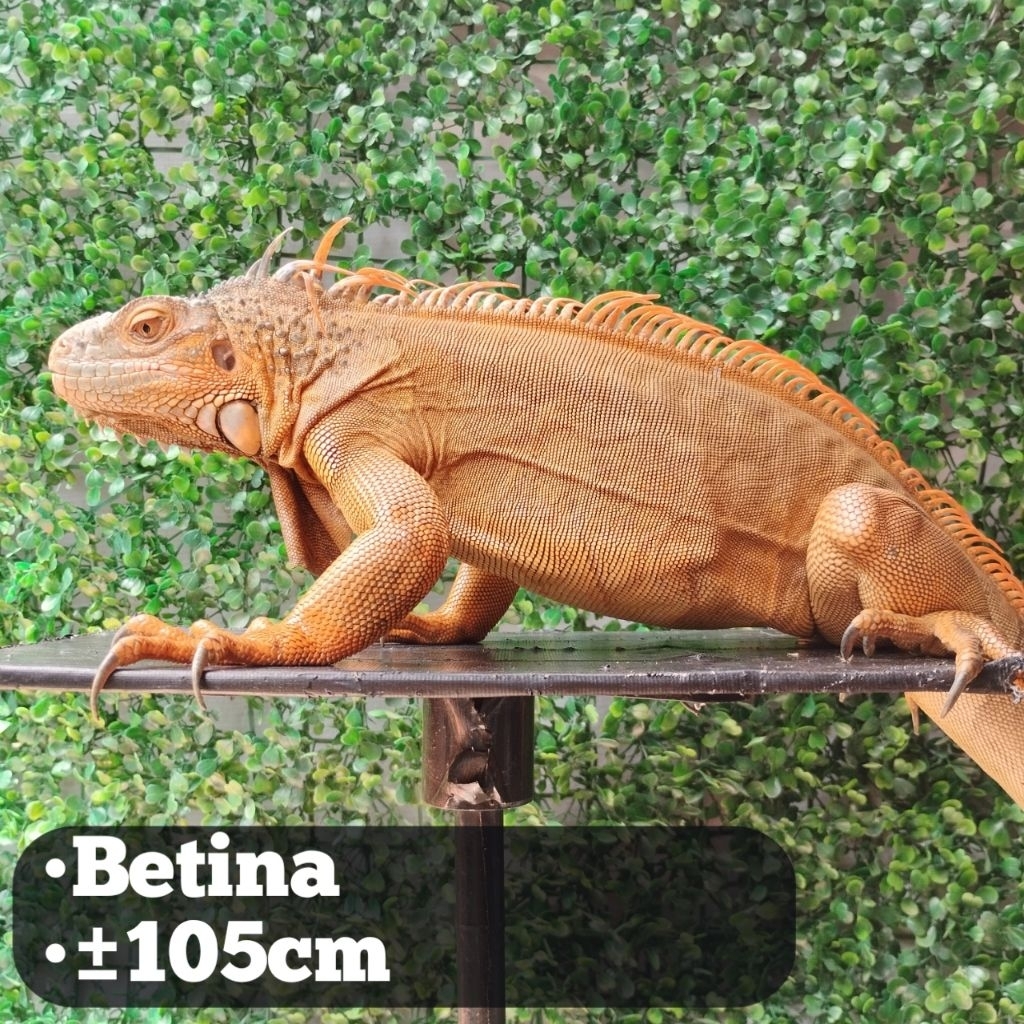 Iguana Super Red Betina