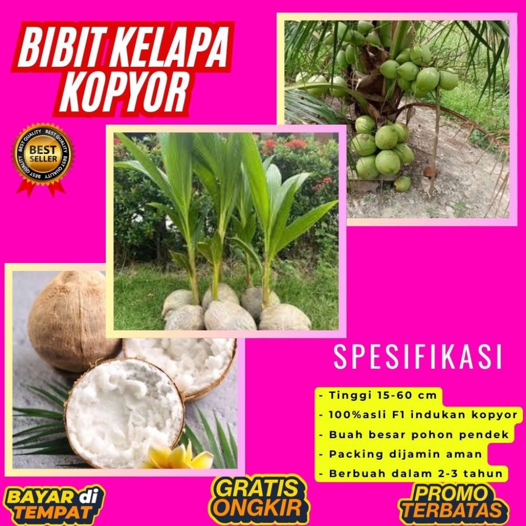 POHON PENDEK  Benih Kelapa Kopyor Kultur Jaringan, Benih Kelapa Kopyor Madu
