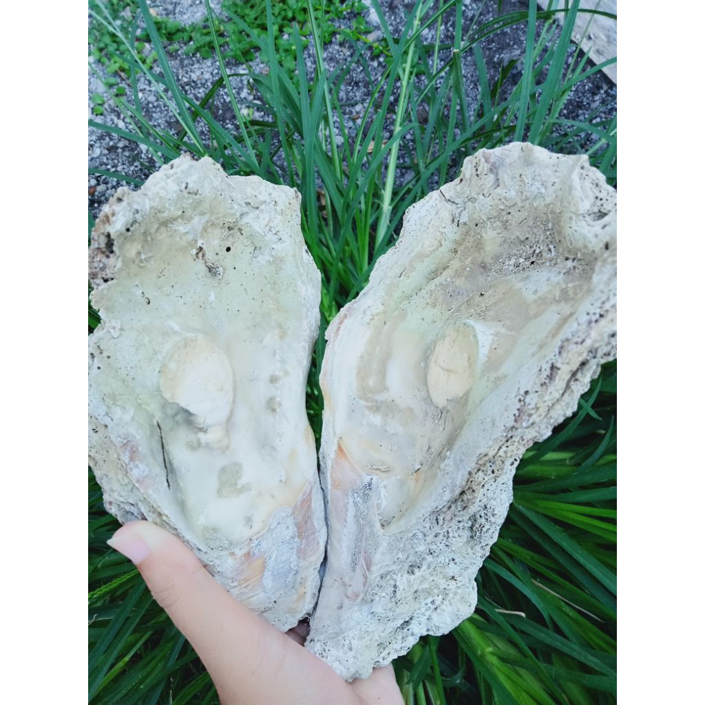 cangkang kerang mutiara laut jumbo utuh