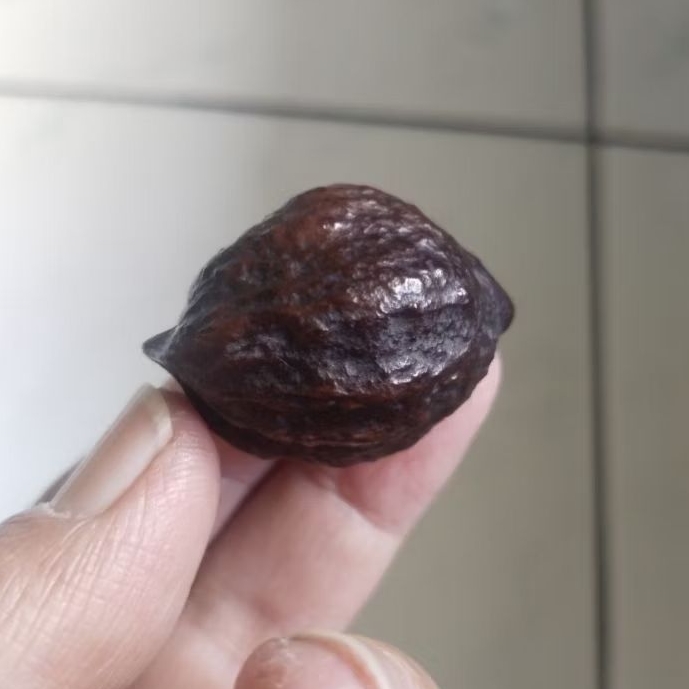 Kemiri Adu Muncang Adu Anak MD Pasangan Mewah Matang