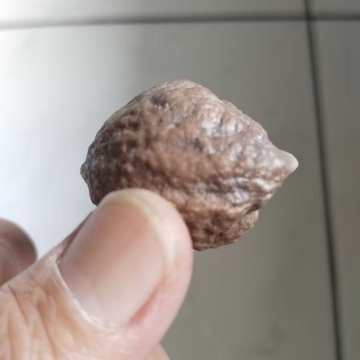 Kemiri Adu Muncang Adu Jabra Ori Pasangan Mewah