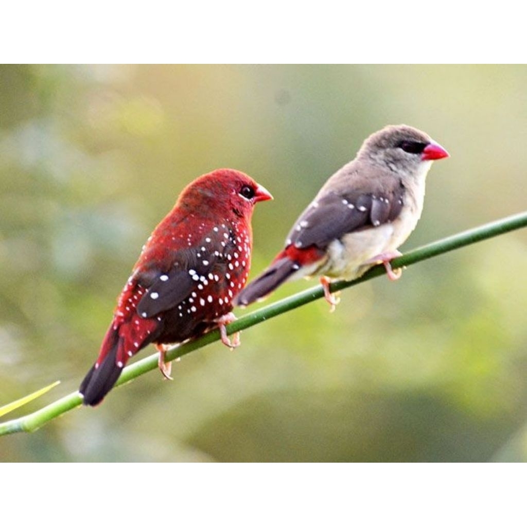 strawberry Finch sepasang