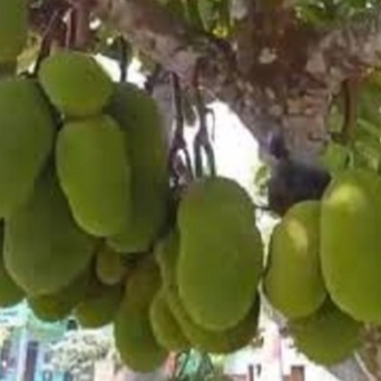 Bibit Tanaman Nangka Sayur - Bahan Sayur Gudeg