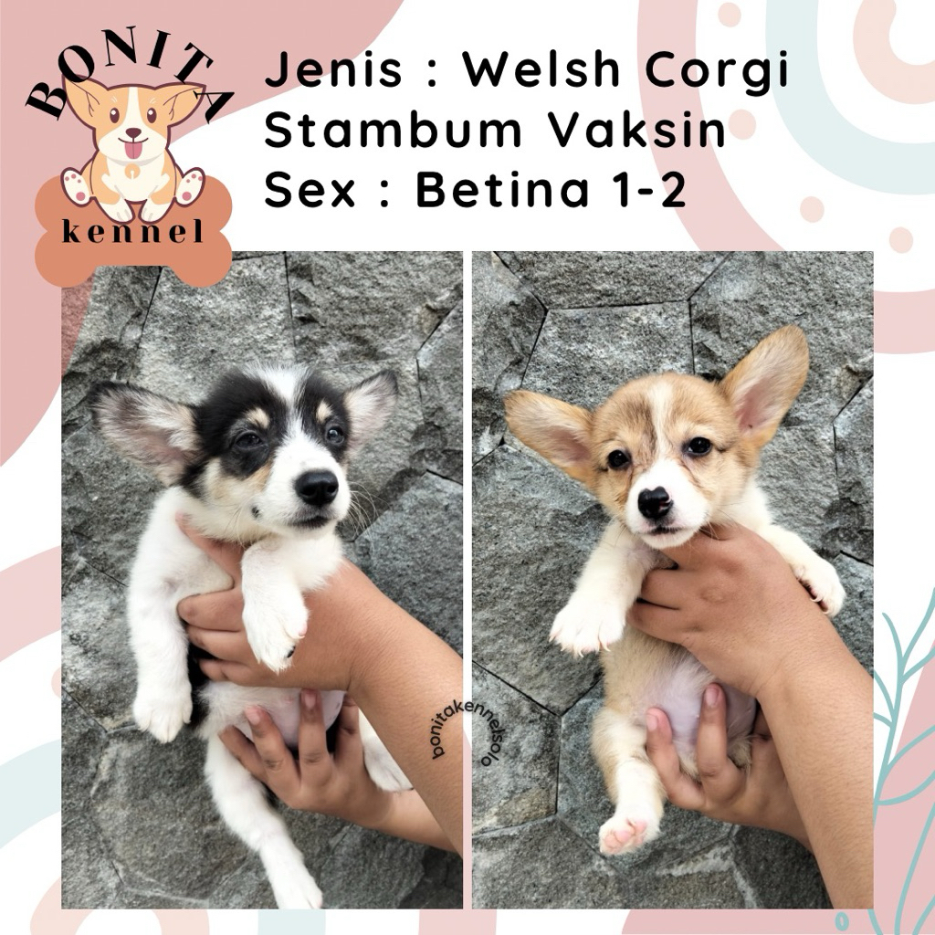 Welsh Corgi Stambum Anak Anjing Corgi Sable Tricolor Jantan Betina