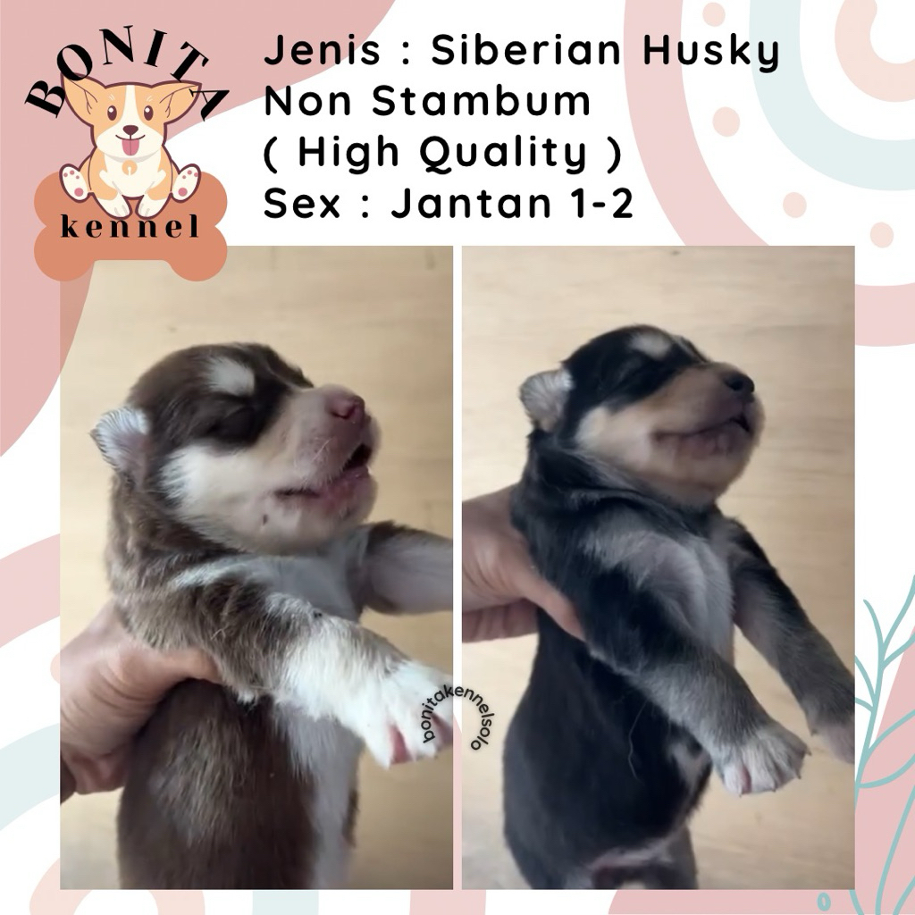 Siberian Husky Non Stambum Blue Eyes Jantan Flip Flop Betina Anak Anjing Husky