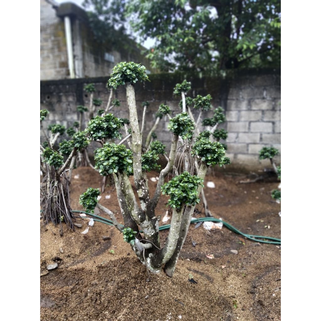 bonsai beringin dolar Korea mikro daun mangkok