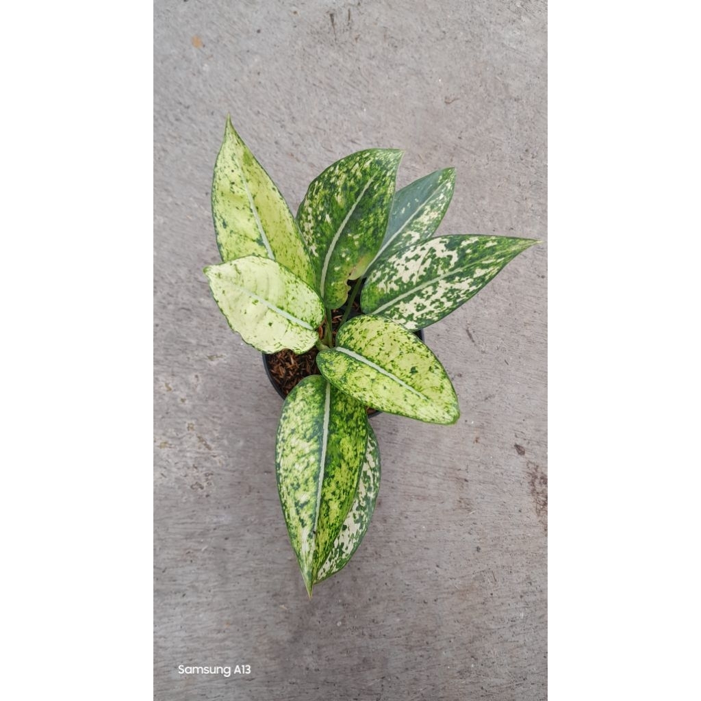 Aglonema Yellow Crown (Size Remaja)