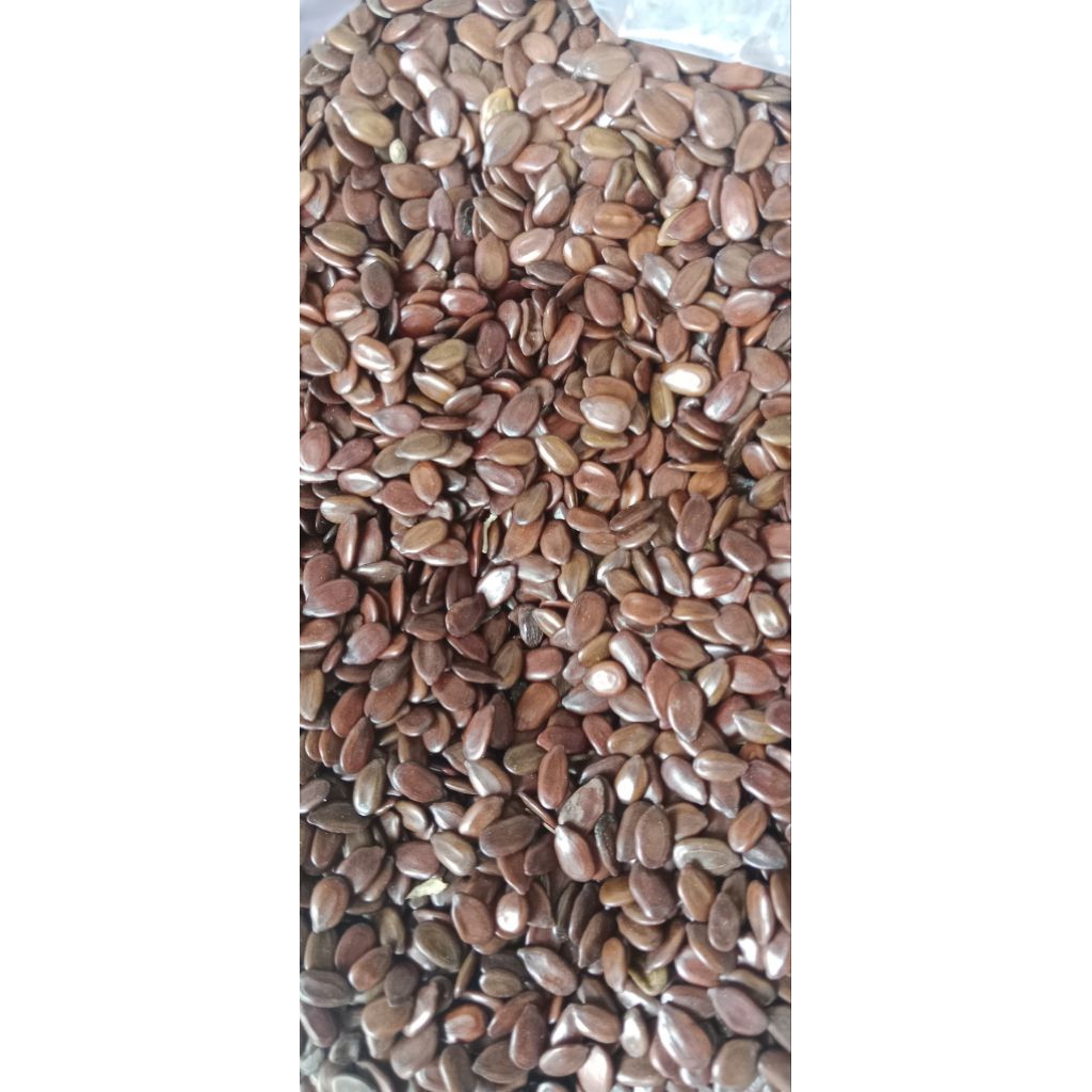 biji petai cina/biji lamtoro1kg