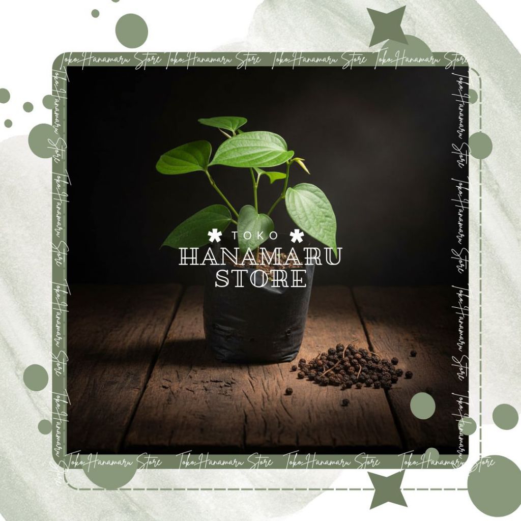 Bibit Lada Hitam Beli 5 Gratis 3 / Bibit Lada Perdu