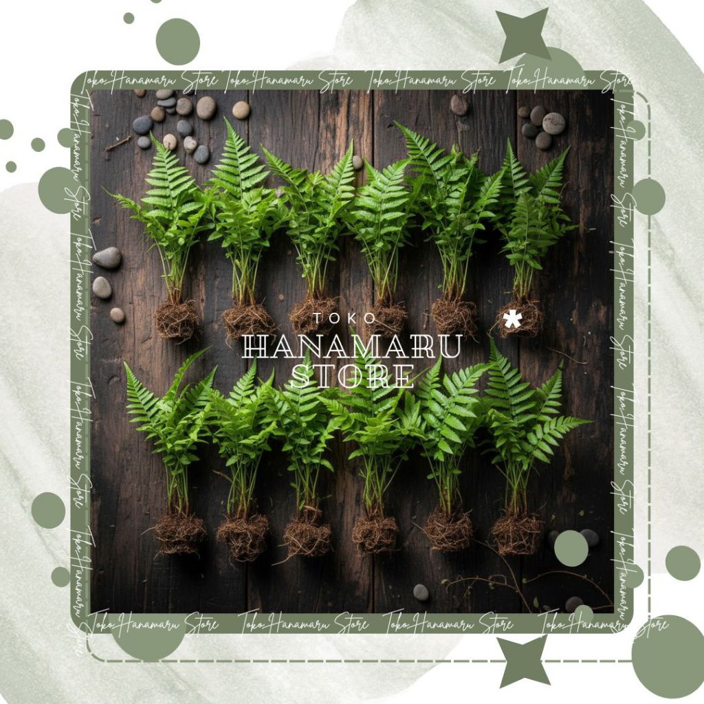 10 Bibit Pakis Sayur / Pakis Sayur / Pakis Segar