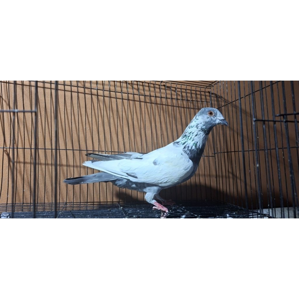 merpati sepasang blorok megan