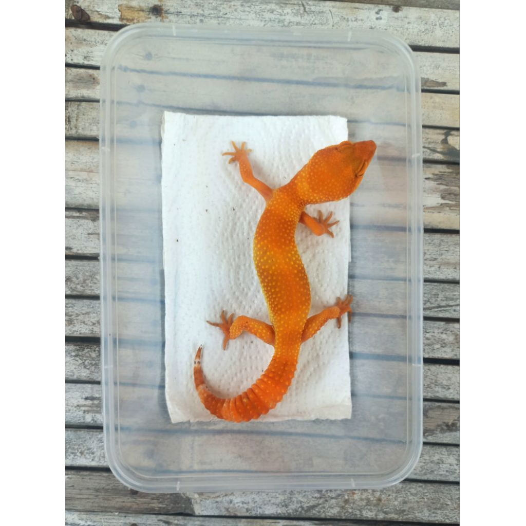 MAINAN GECKO SHTCTB MERAH