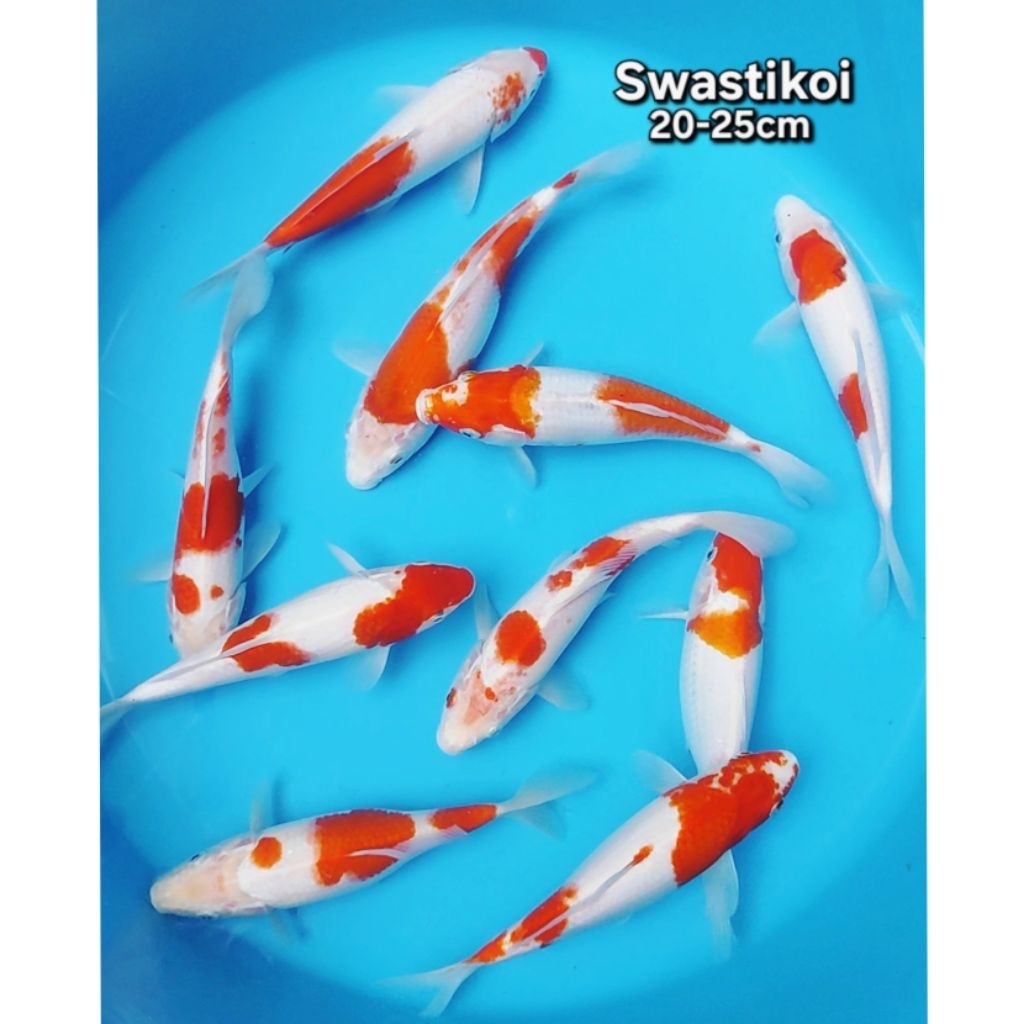 Ikan koi Blitar 10 ekor bulky