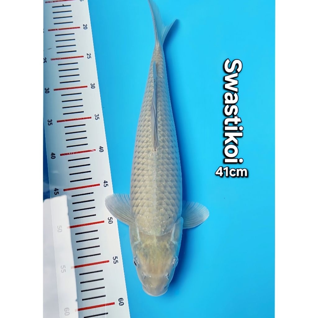 Ikan koi blitar jumbo Soragoi 41cm
