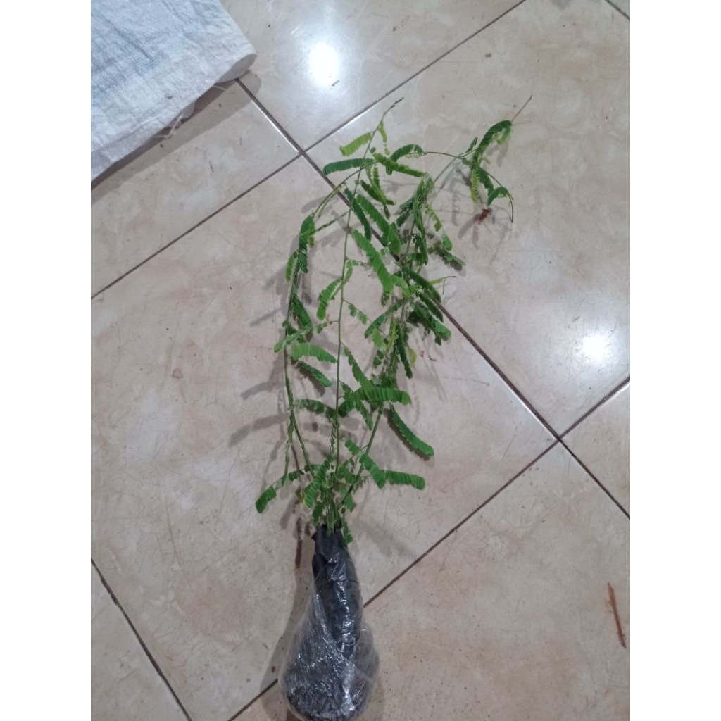 tanaman herbal pohon saga rambat - tanaman hias pohon saga rambat. / tanaman Bidara / tanaman kelor