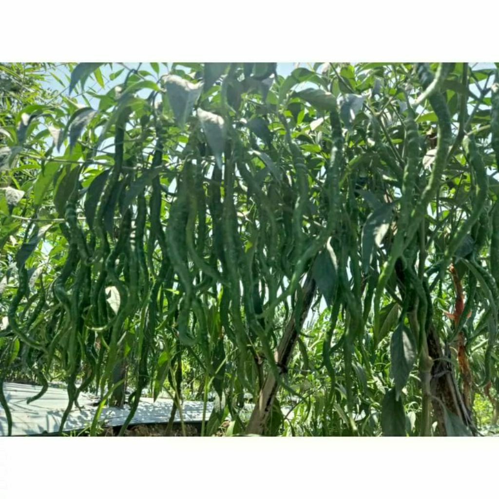 Bibit Cabe Keriting Benih Cabe Keriting unggul Kualitas Premium