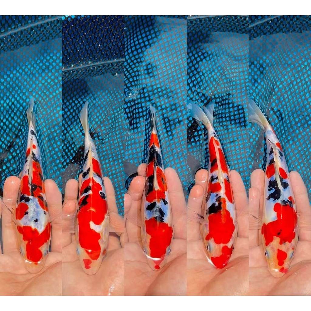 vitamin super original ikan hiyas koi Naruto biju panca warna dekorasi akuarium air tawar semoga sel