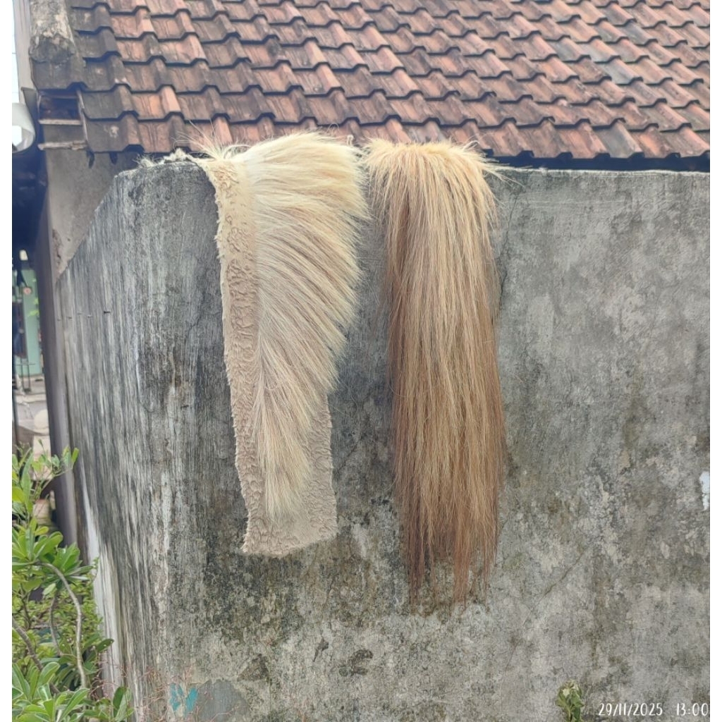 suri dan ekor kuda putih