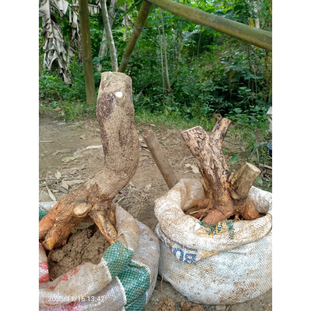 bonggol Sancang 2batang besar