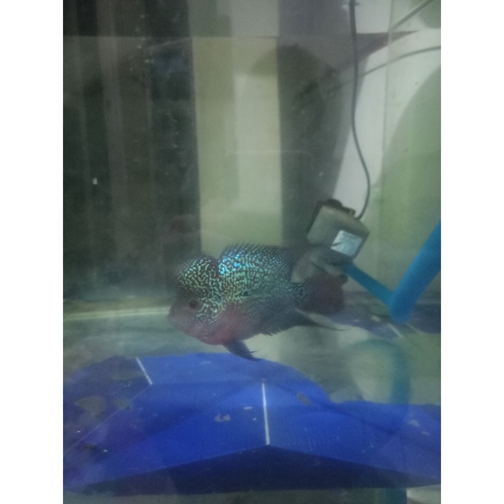 Big Head Lohan Cencu Size 3JARI