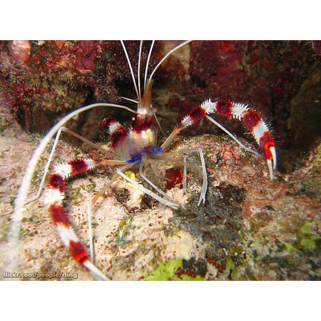 UDANG MP/ UDANG HIAS LAUT