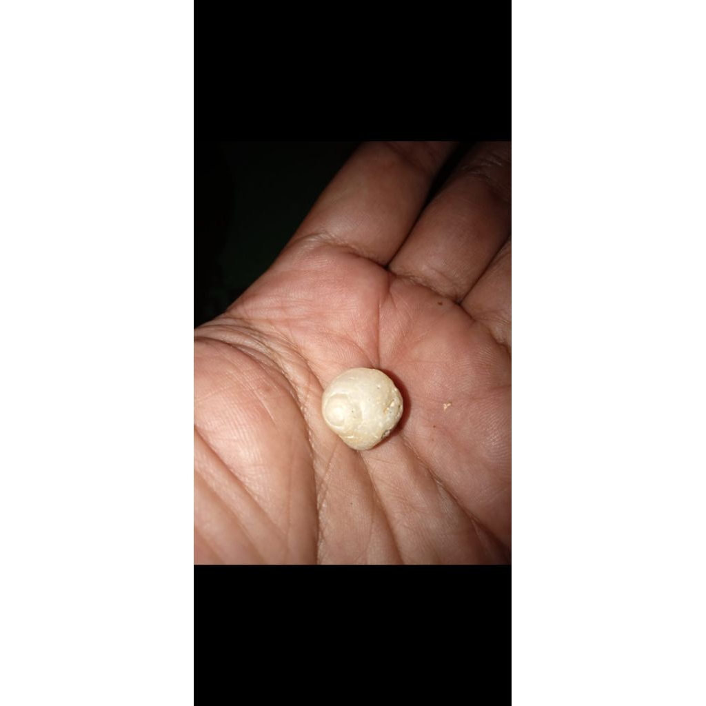 Keong buntet kode J1