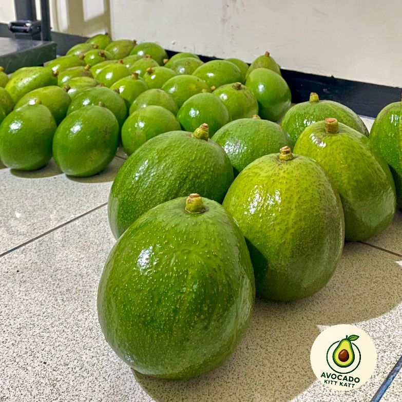 Alpukat Markus Premium Jumbo Bergaransi (>1kg isi 1 Buah) Mentega