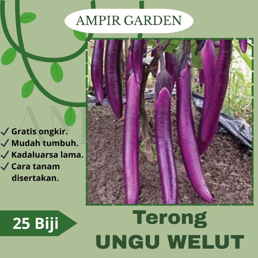 25 Biji Benih TERONG UNGU WELUT / Bibit Sayur Terong Ungu Panjang Mudah Tumbuh Benih Sayuran Seribua
