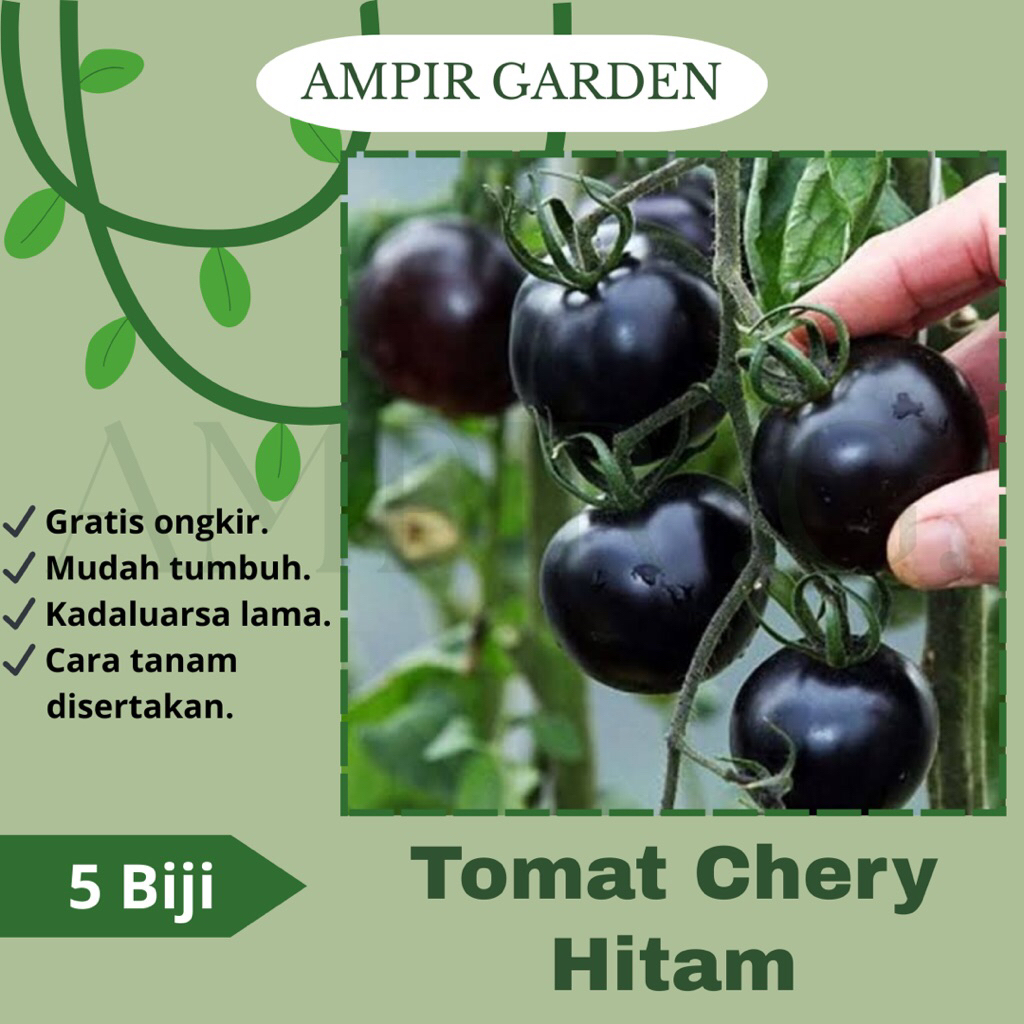 5 Biji Benih TOMAT CHERY HITAM / Bibit Tanaman Sayur Tomat Cherry Ceri Hitam / Black Tomato