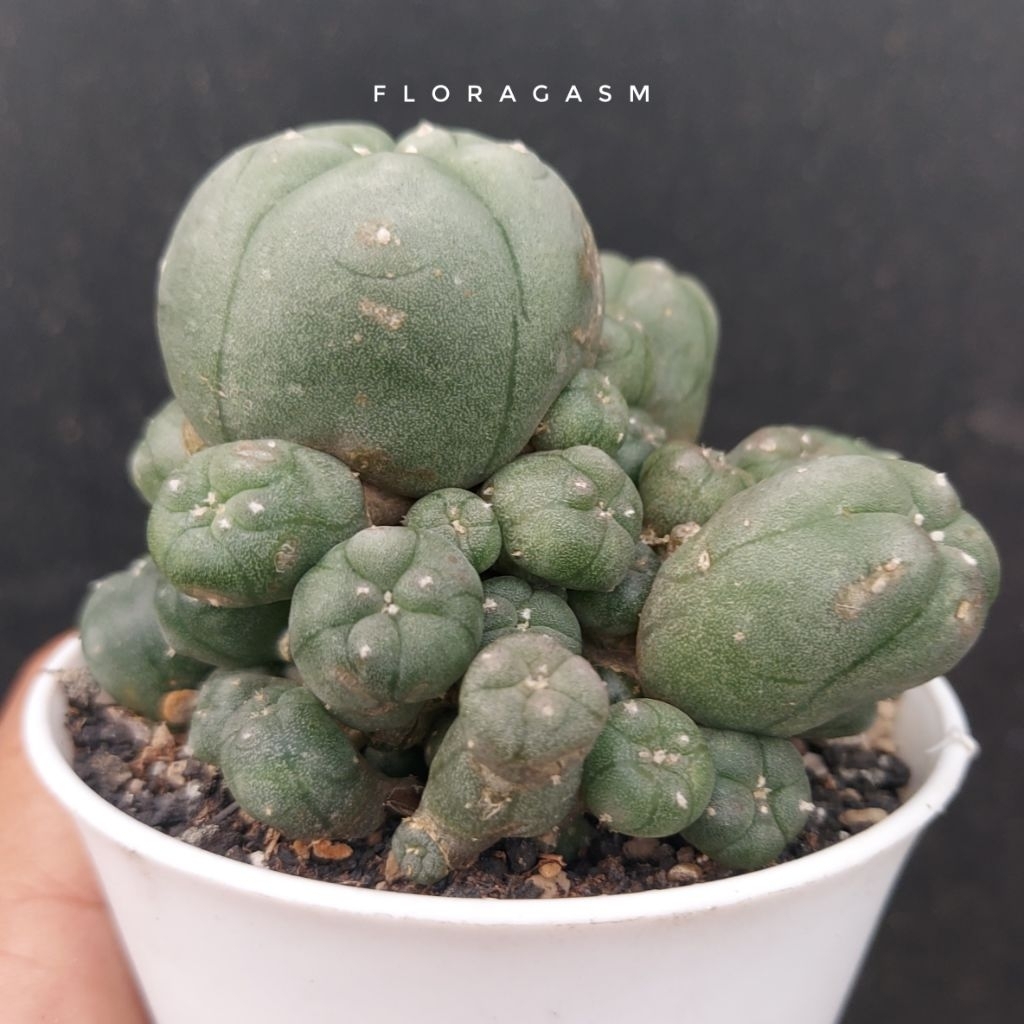 Lophophora williamsii var. Caespitosa - Rooted offshoot