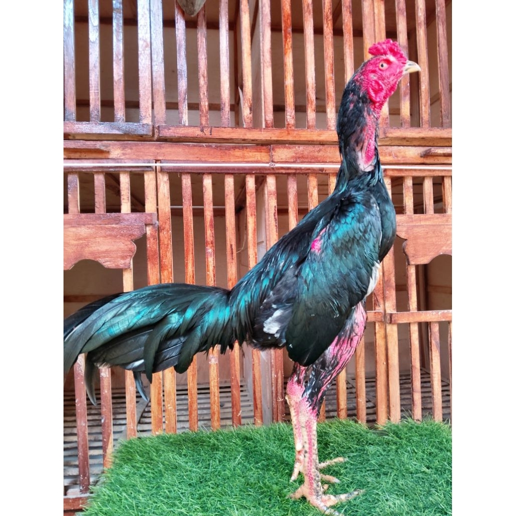 Bulbi mangon hitam kumbang