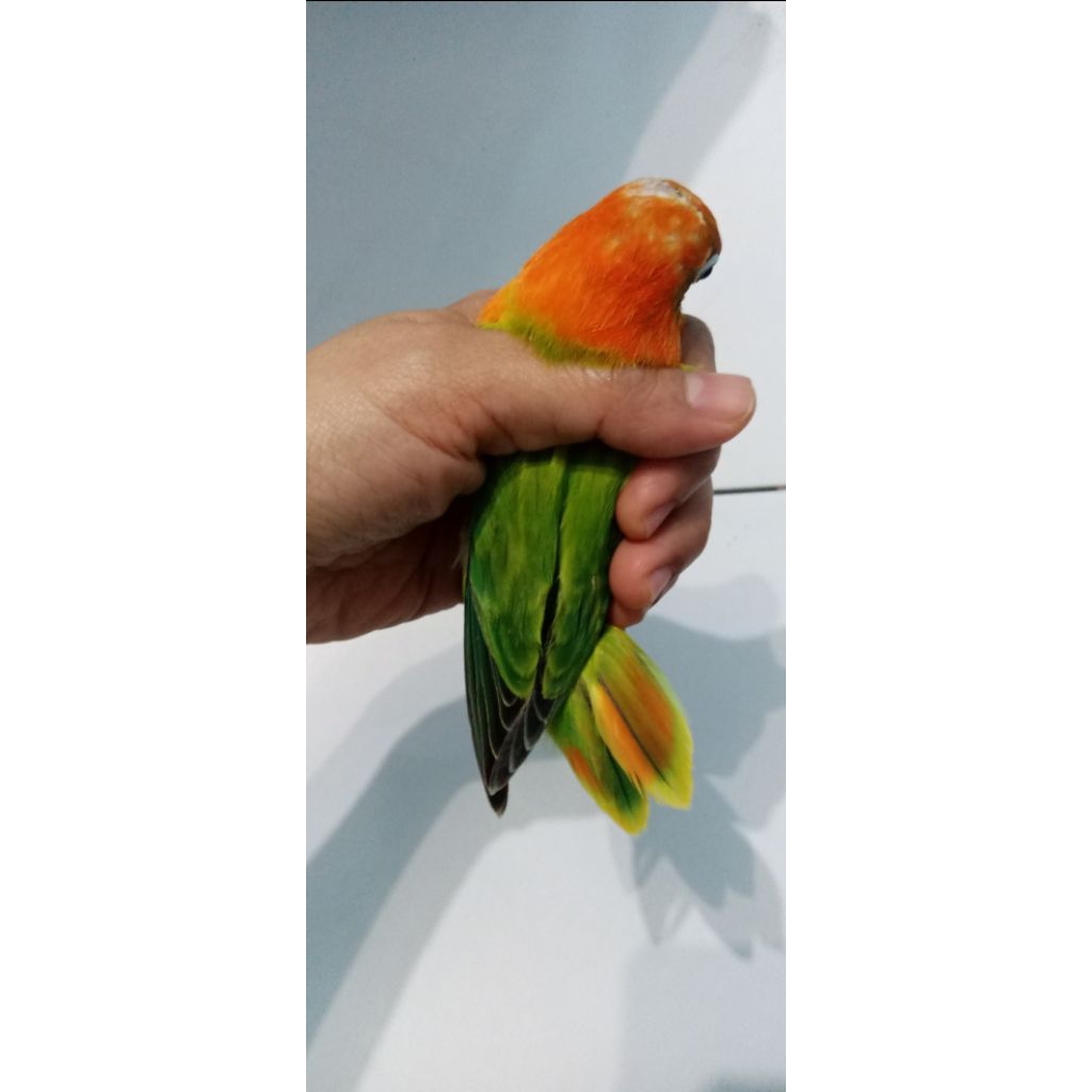 Lovebird biola green paud