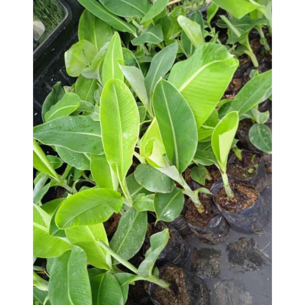 bibit pisang raja bulu