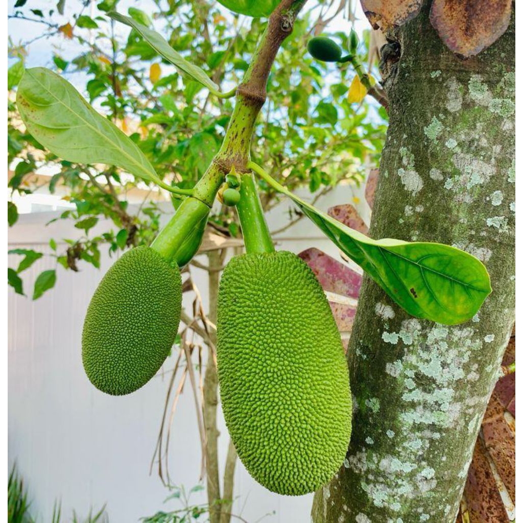 Nangka muda/tongtolang nangka per 1kg